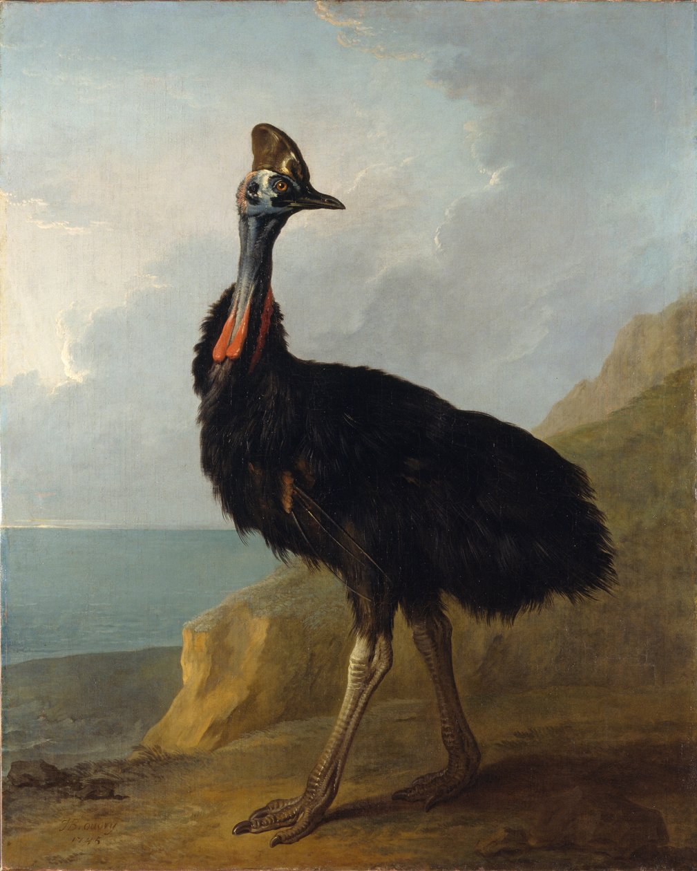 Casuario da Jean Baptiste Oudry