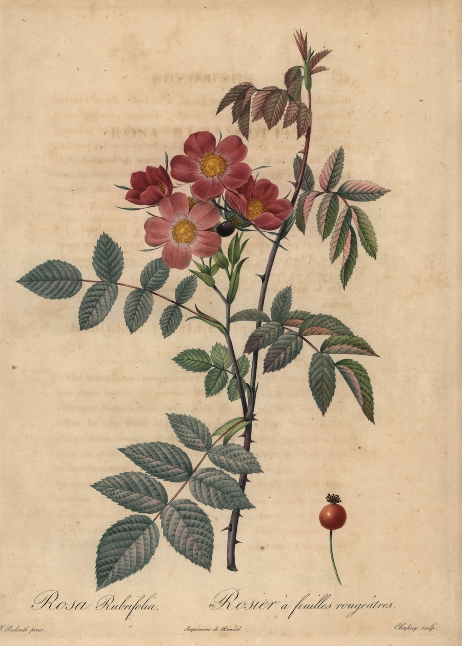 Rosa glauca da Jean Baptiste Chapuy