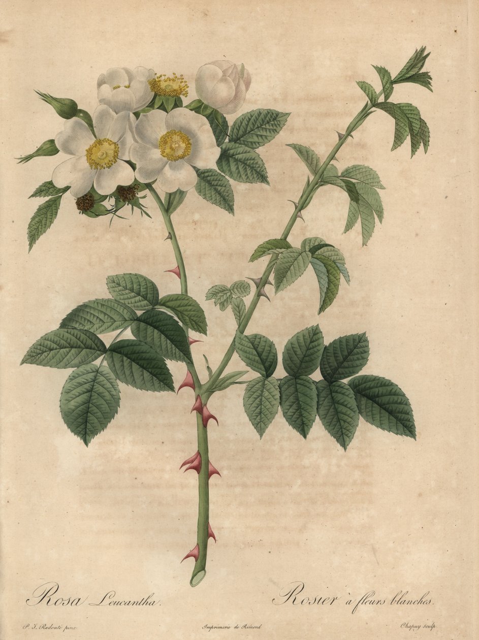 Rosa bianca, Rosa leucantha da Jean Baptiste Chapuy