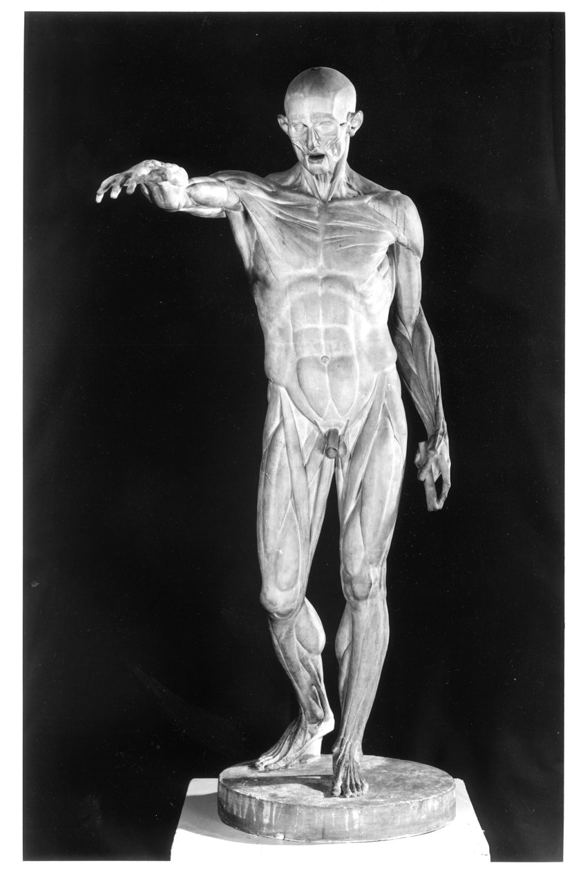 Corpo scuoiato da Jean Antoine Houdon