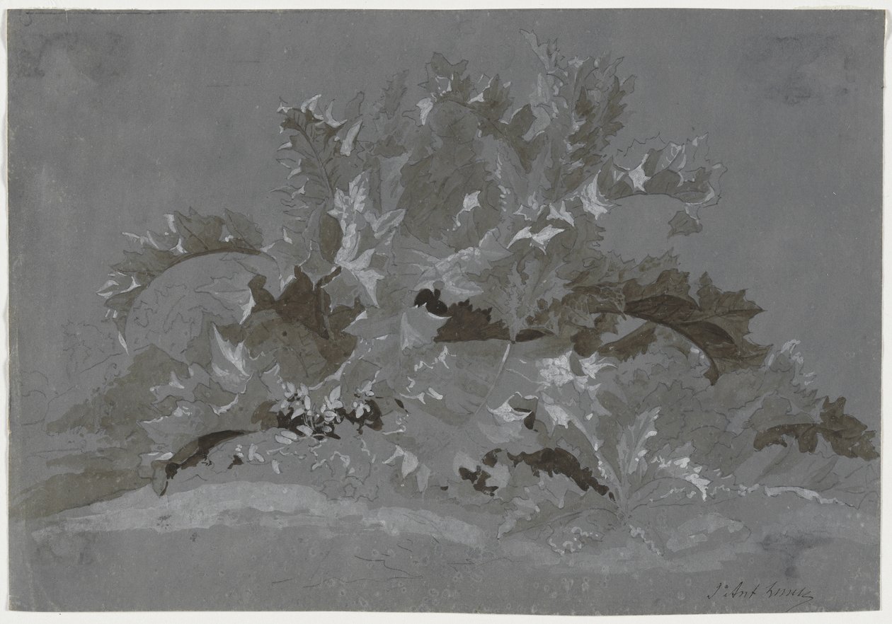 Studio di Erbacce da Jean Antoine Linck