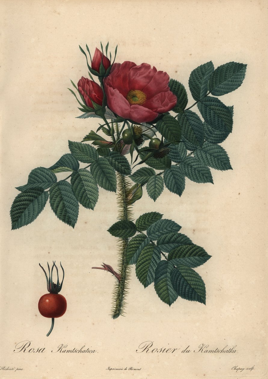 Rosa giapponese cremisi; Rosa rugosa da Jean Baptiste Chapuy