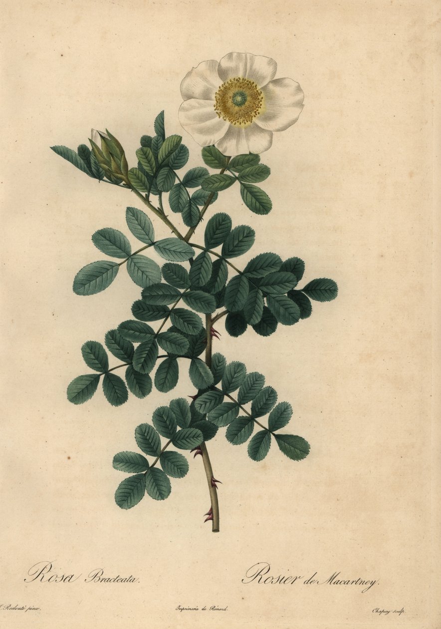 Rosa chicksaw bianca, Rosa bracteata da Jean Baptiste Chapuy