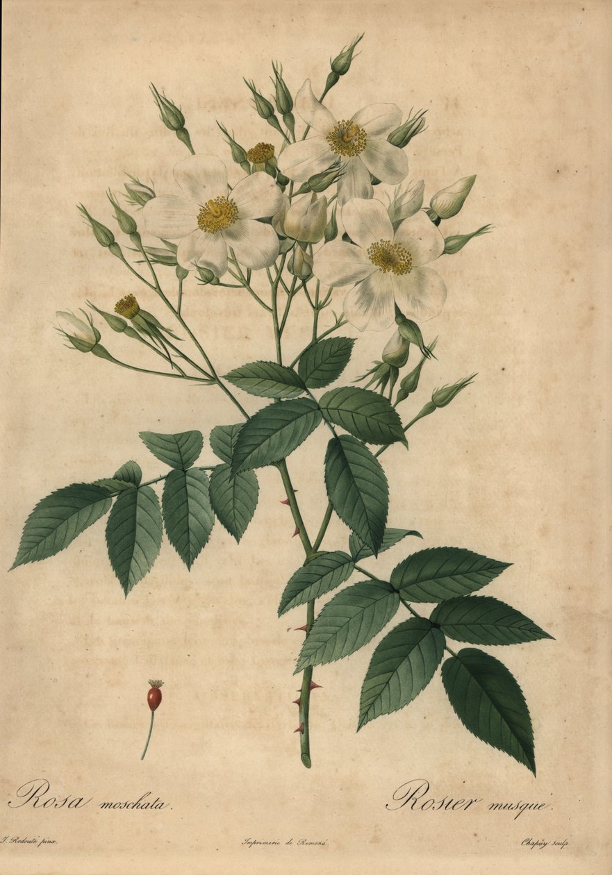 Rosa muschiata bianca, Rosa moschata da Jean Baptiste Chapuy