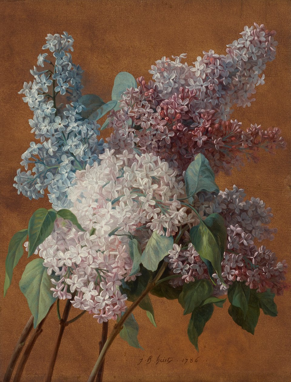 Uno studio sui lillà da Jean Baptiste Huet