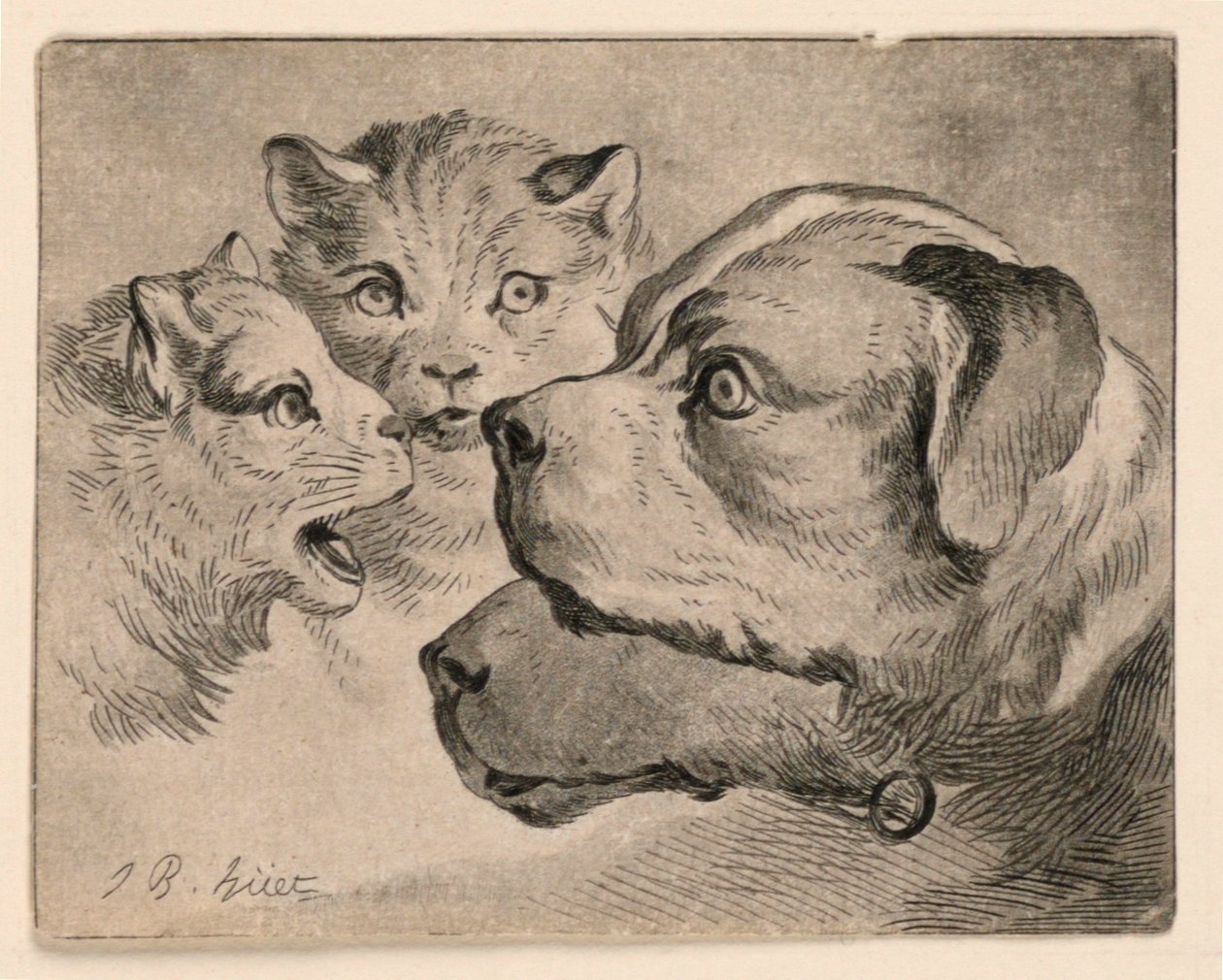 Teste di gatti e cani da Jean Baptiste Huet