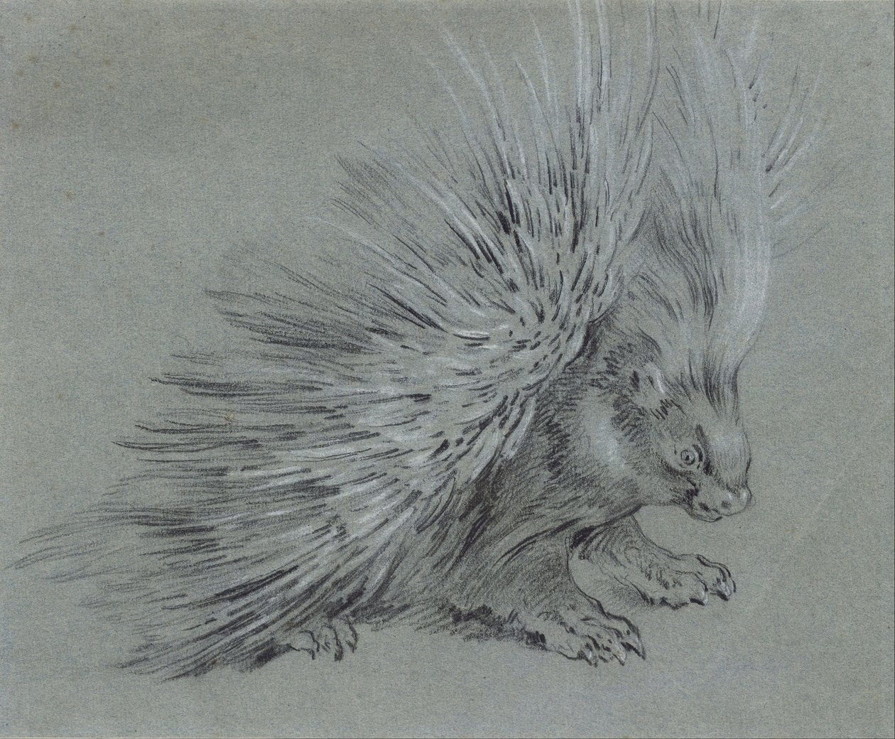 Istrice da Jean Baptiste Oudry