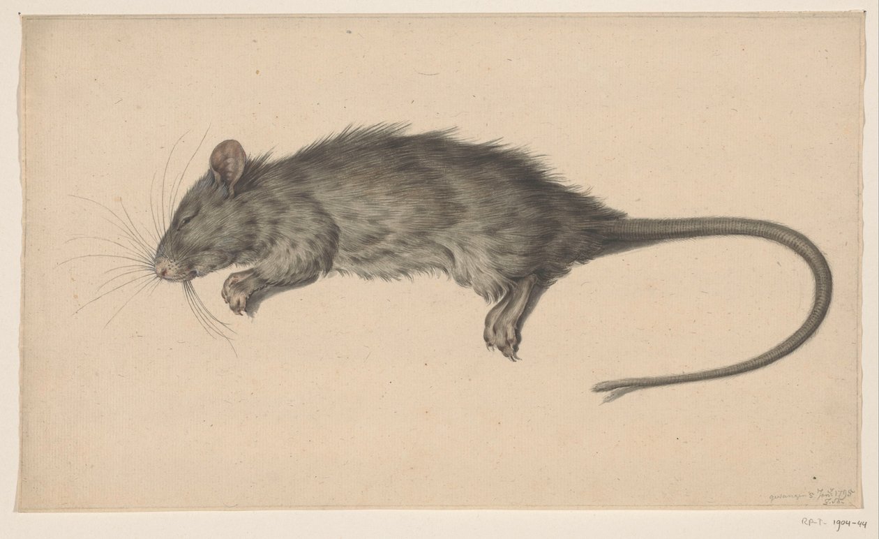 Ratto morto da Jean Bernard