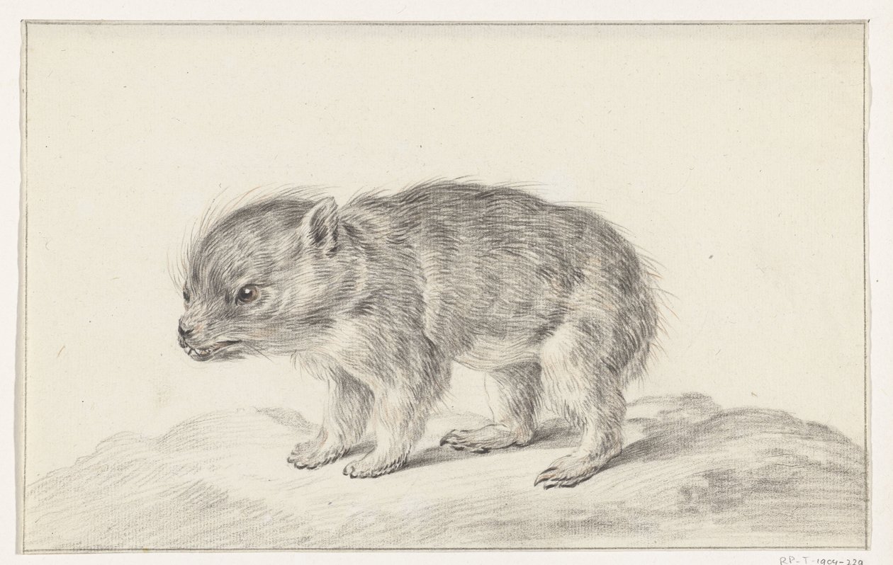 Giovane orso (?) da Jean Bernard