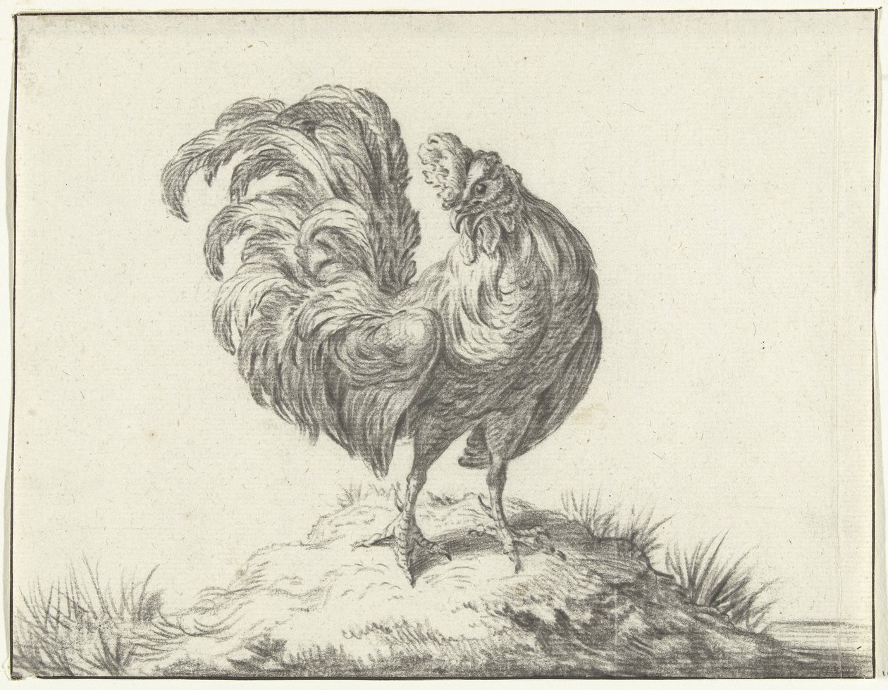 Pollo, in piedi su una collinetta da Jean Bernard