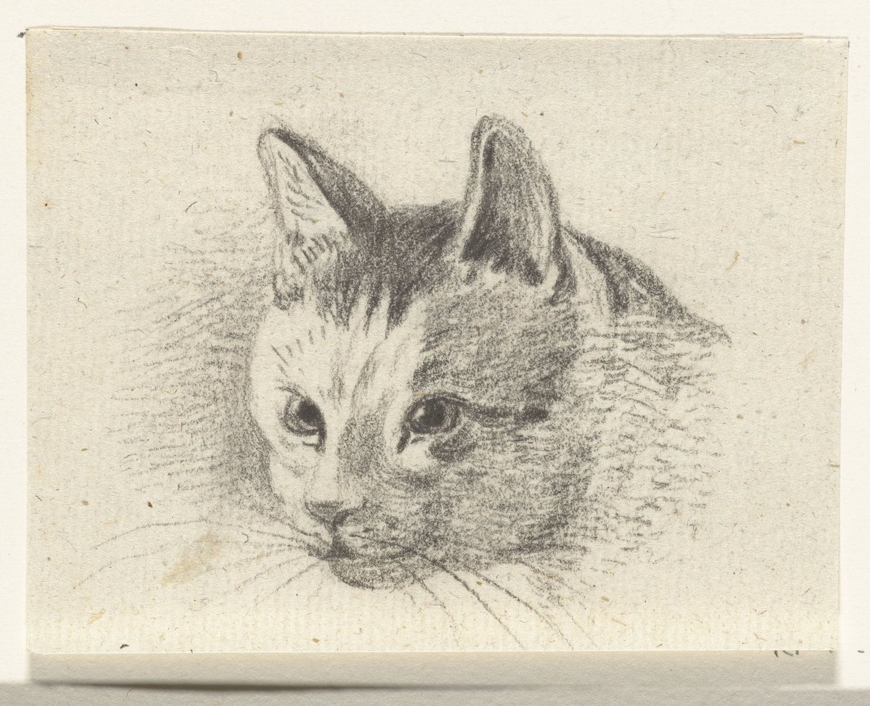 Testa di un gatto da Jean Bernard