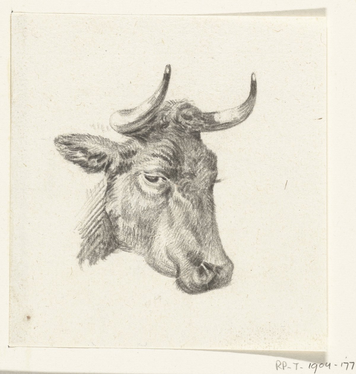 Testa di una mucca da Jean Bernard