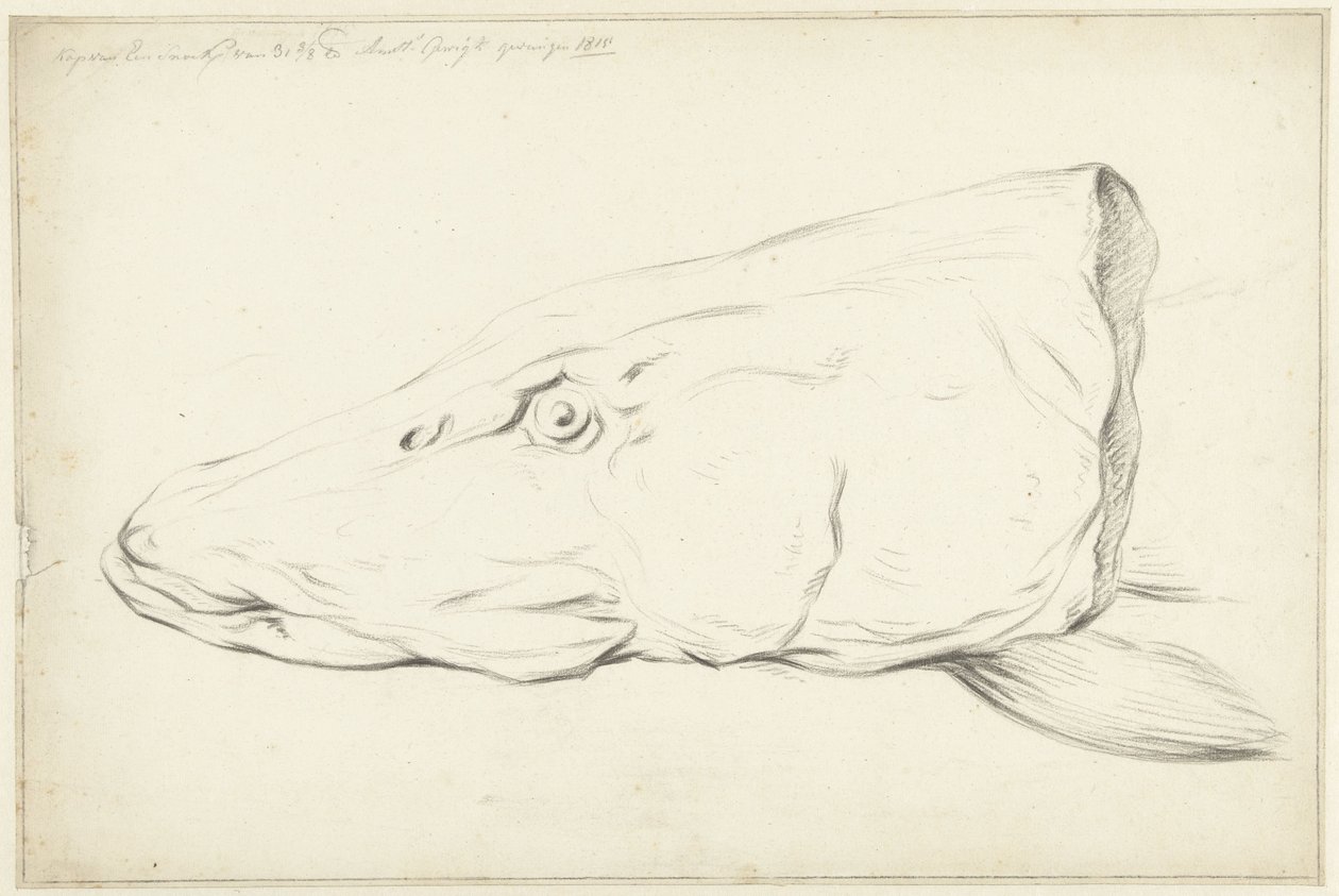 Testa di un luccio da Jean Bernard