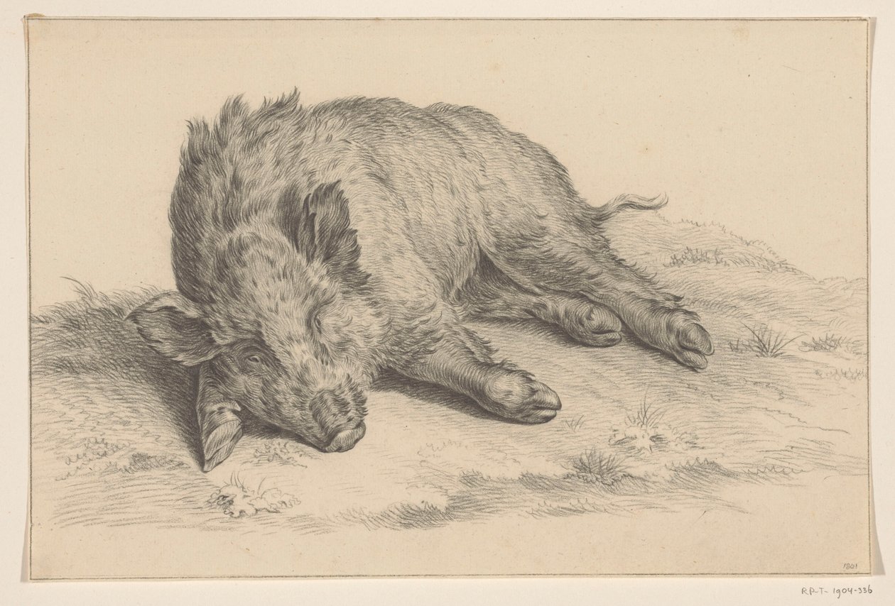 Cinghiale sdraiato da Jean Bernard