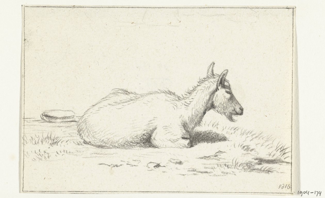Capra sdraiata, verso destra da Jean Bernard