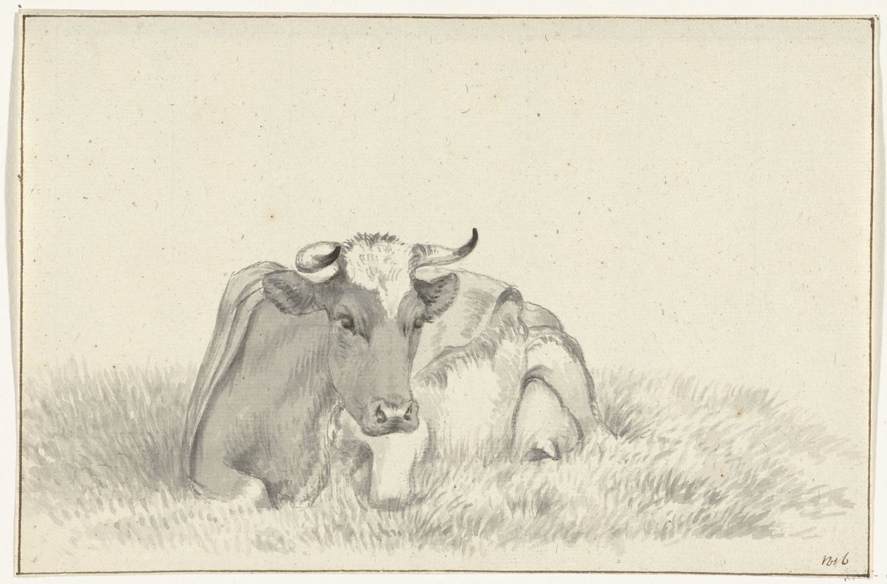 Mucca sdraiata, vista frontale da Jean Bernard