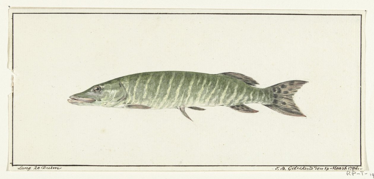 Luccio da Jean Bernard