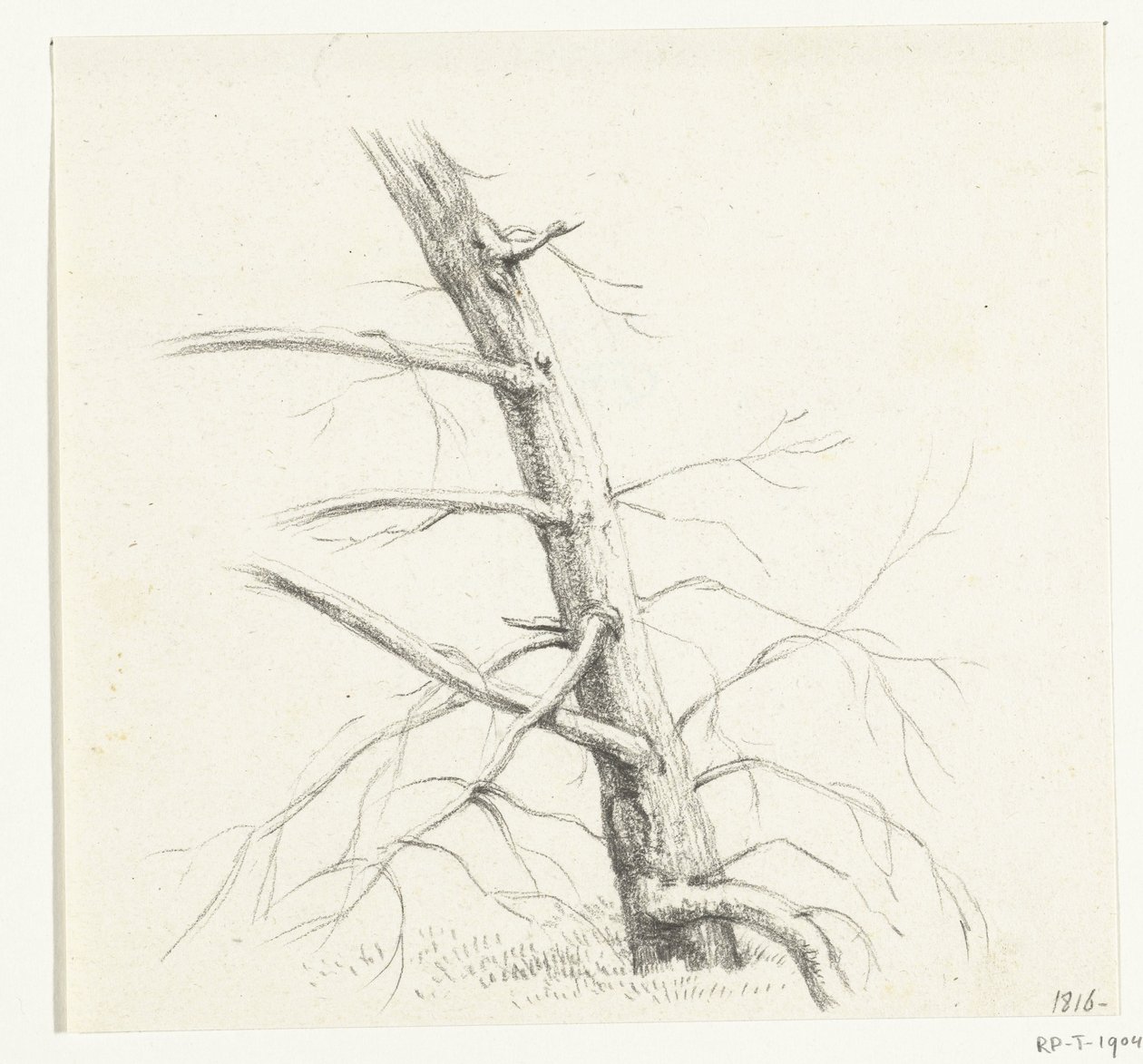 Studio di un albero da Jean Bernard