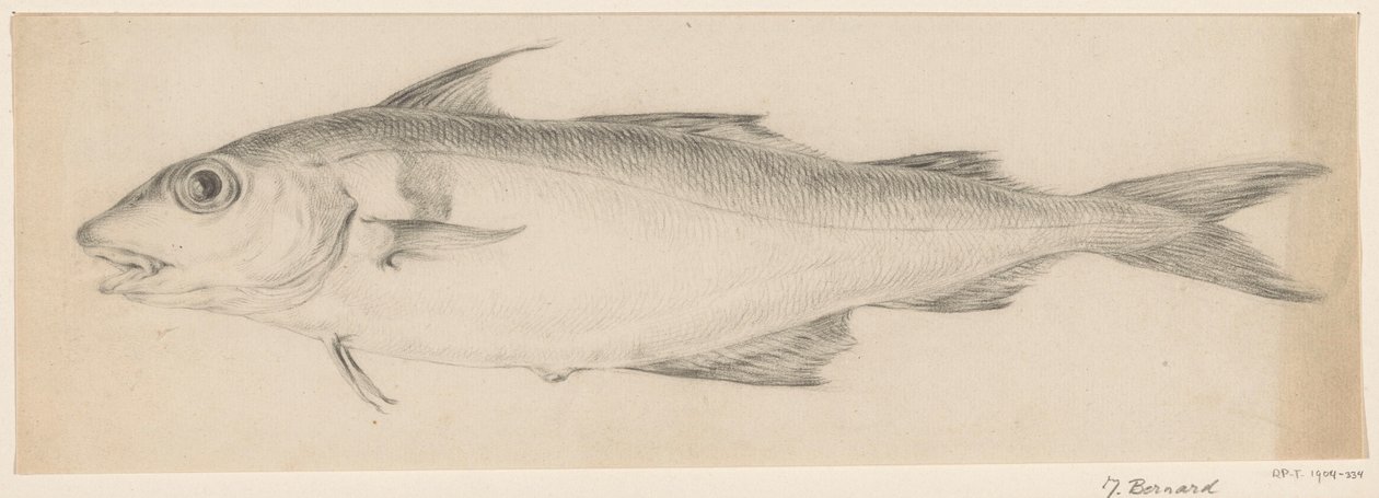 Pesce, verso sinistra da Jean Bernard