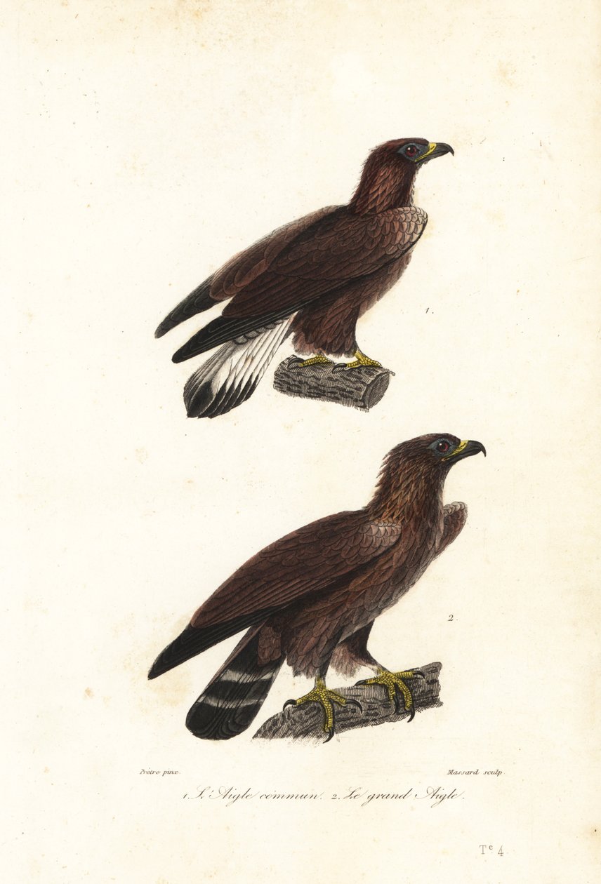 Aquila reale, Aquila chrysaetos da Jean Gabriel (after) Pretre
