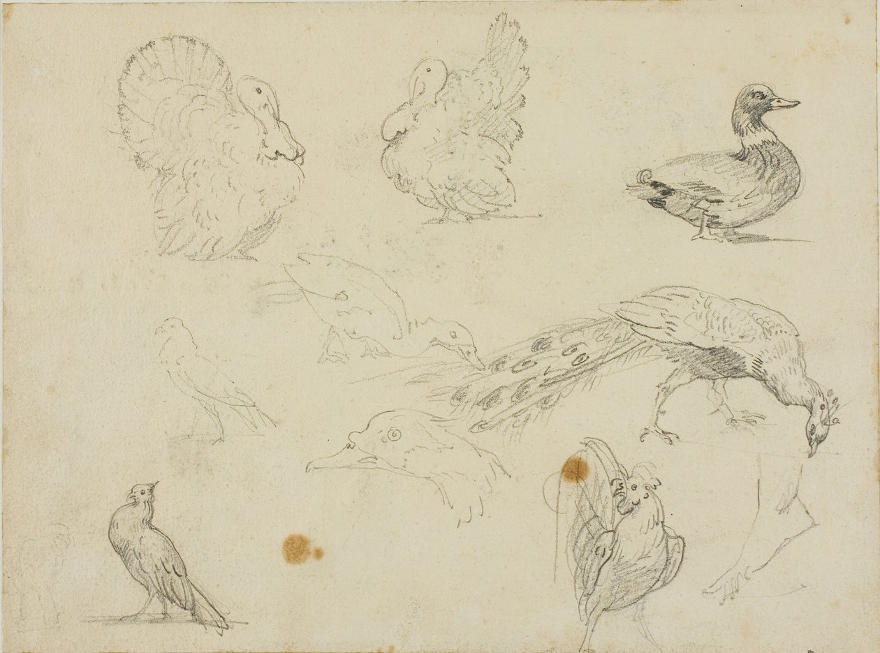 Schizzi di uccelli da Jean Louis André Théodore Géricault