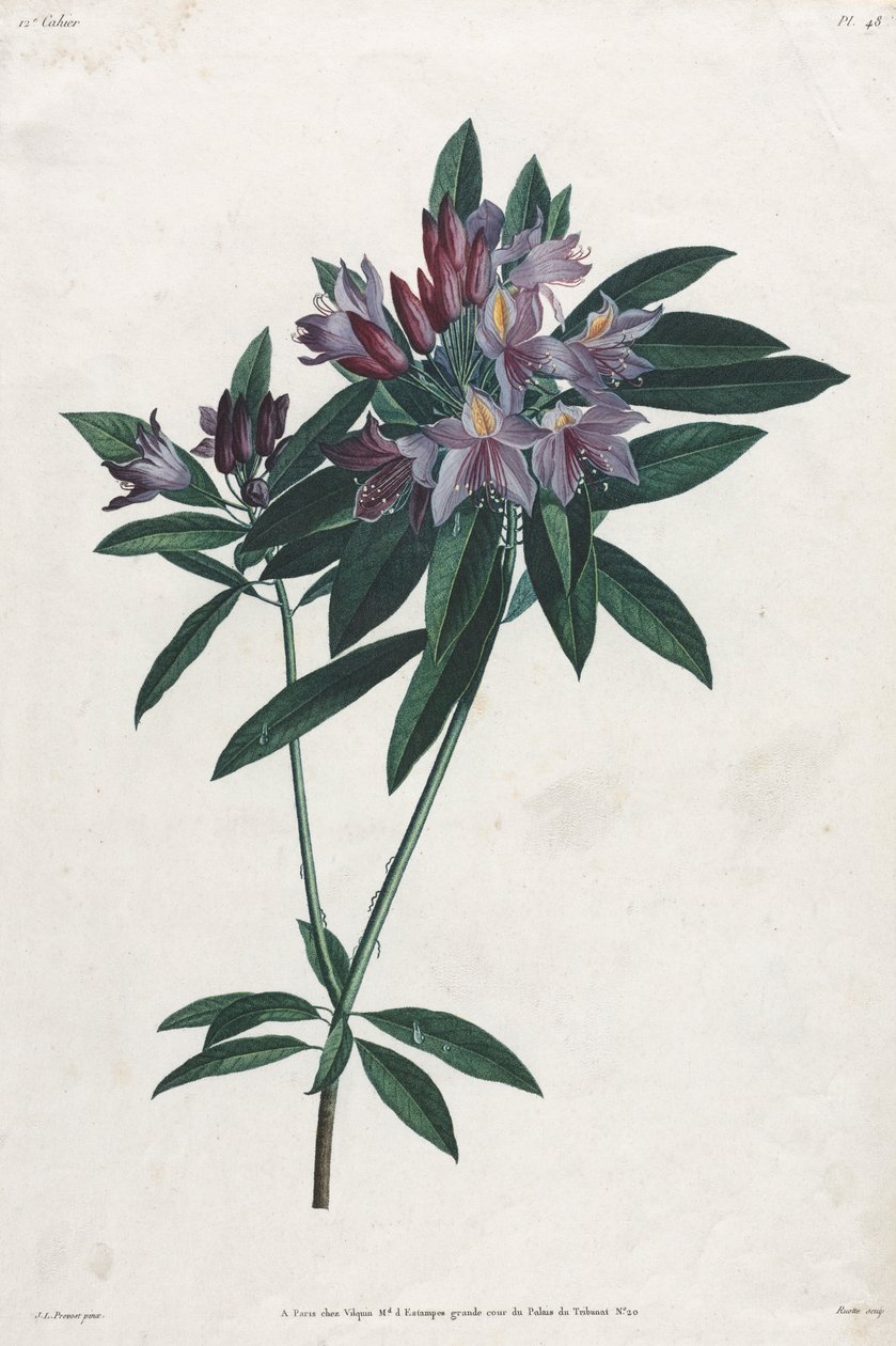Rhododendron pontico, 1805 da Jean Louis Prévost.