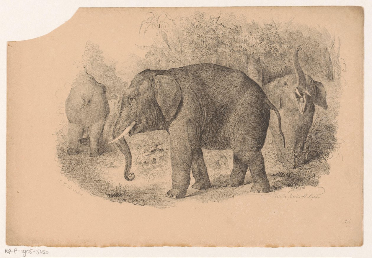Elefanti indiani da Jean Matthieu Kierdorff