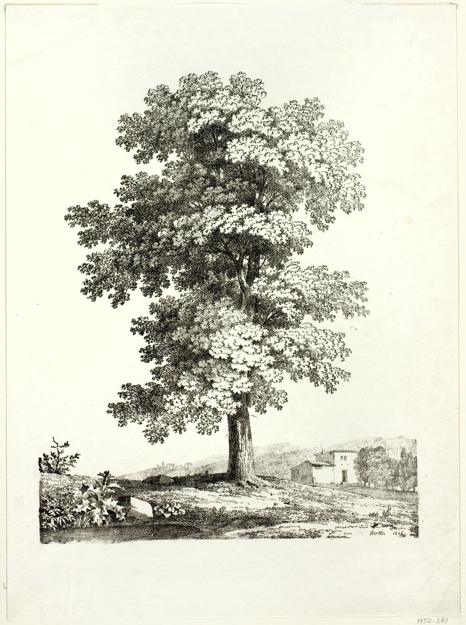Studio di un albero da Jean Victor Bertin