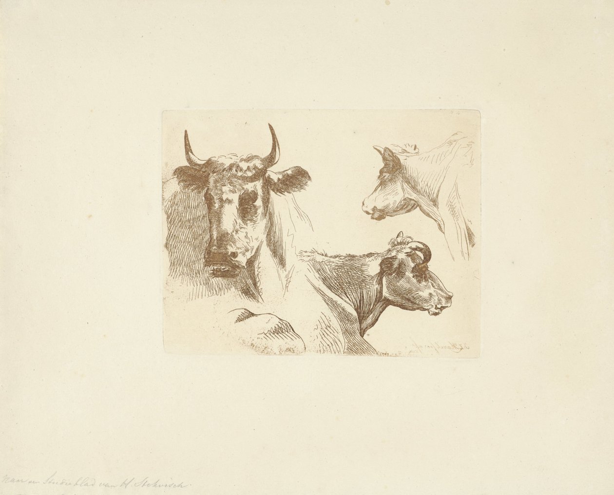 Tre teste di mucca da Jean Zacherie Mazel
