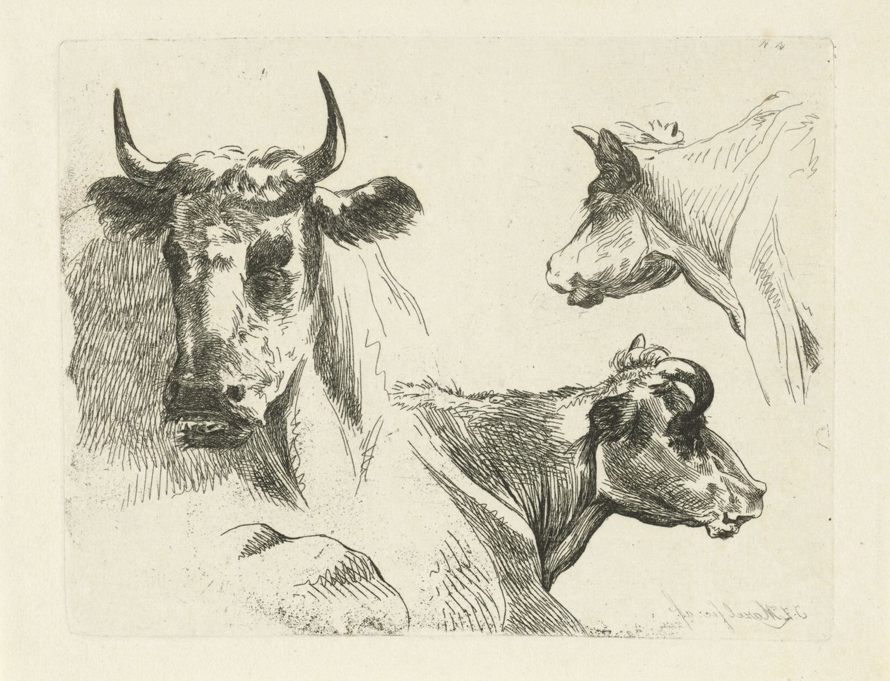 Tre teste di mucca da Jean Zacherie Mazel