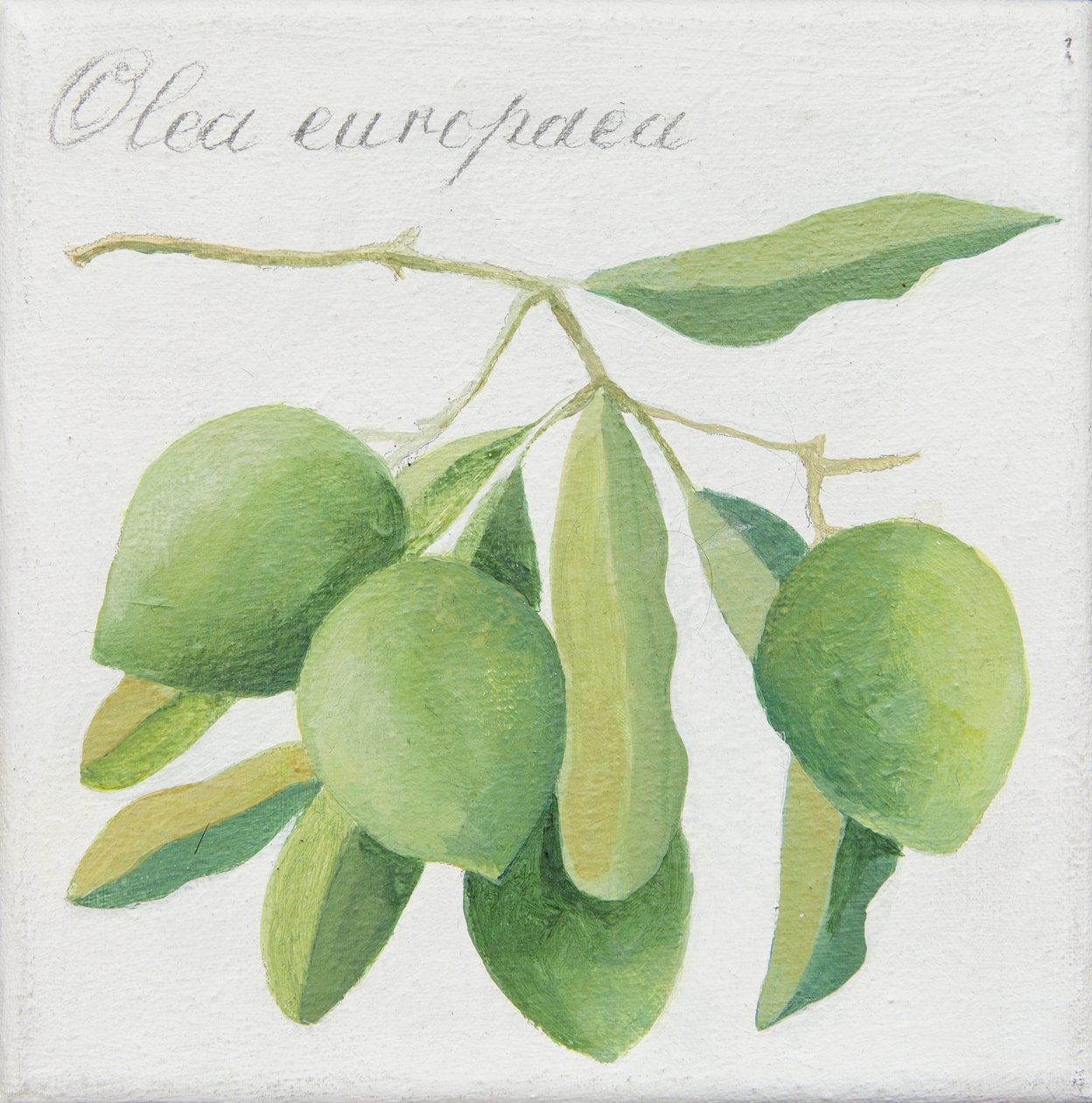 Olive verdi (acrilico) da Jennifer Abbott