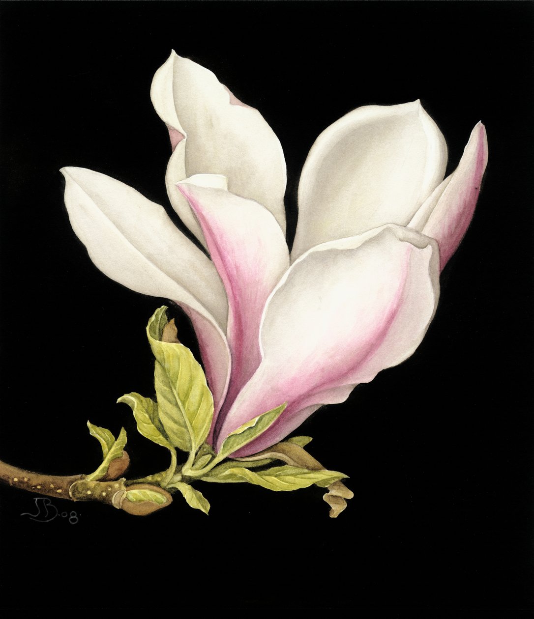 Magnolia da Jenny Barron