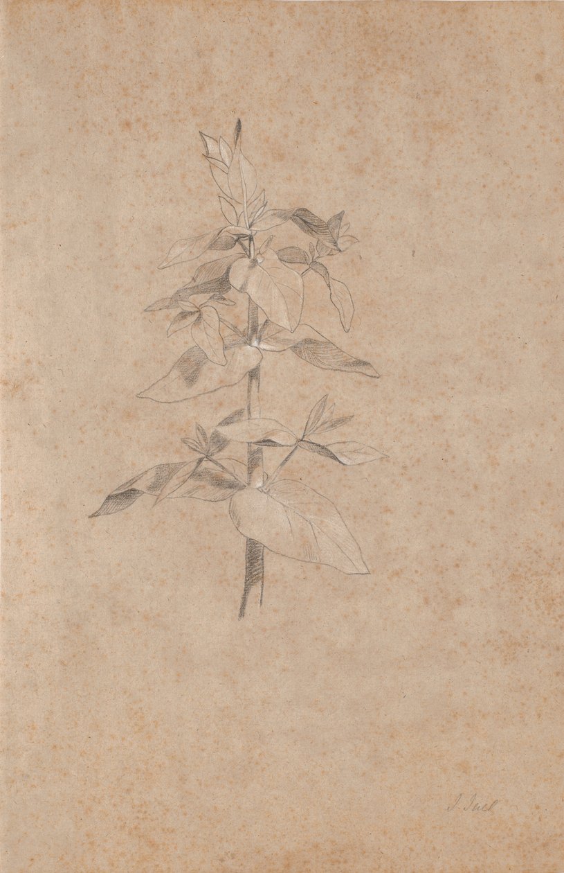 Studio di piante da Jens Juel