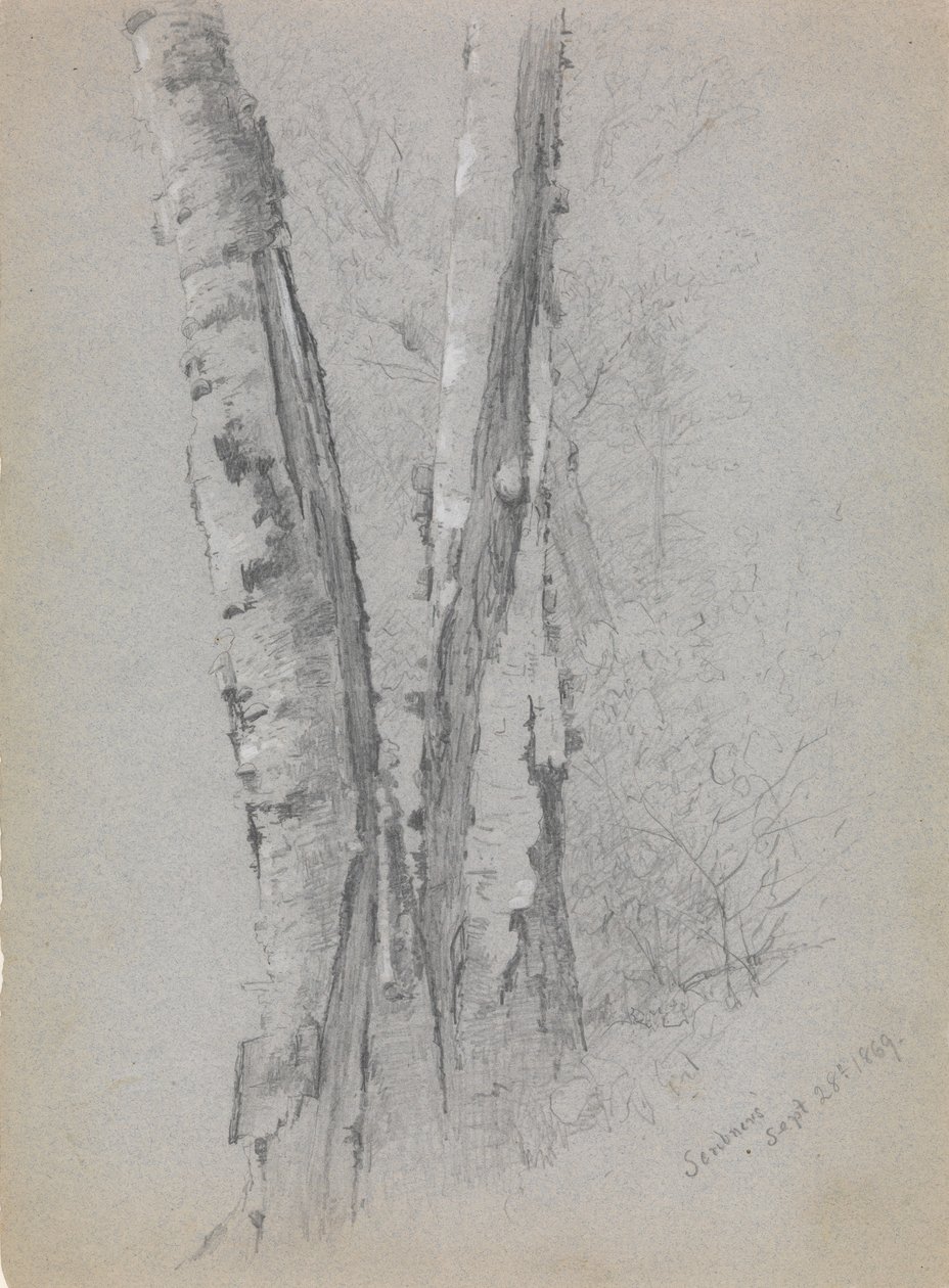 Studio di tronchi di betulla da Jervis McEntee