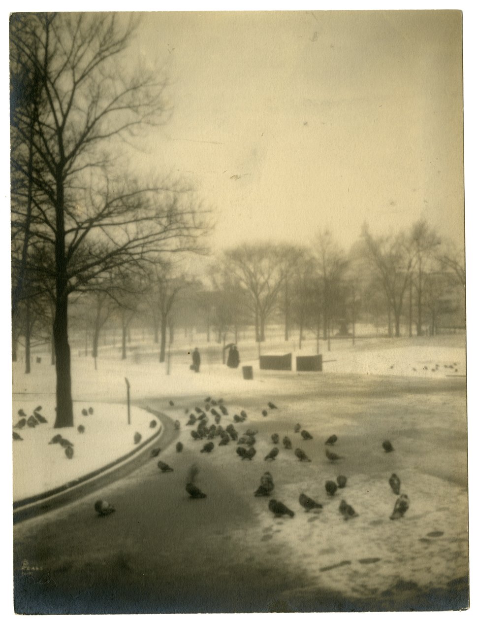 Comune con piccioni, Boston, USA da Jessie Tarbox Beals