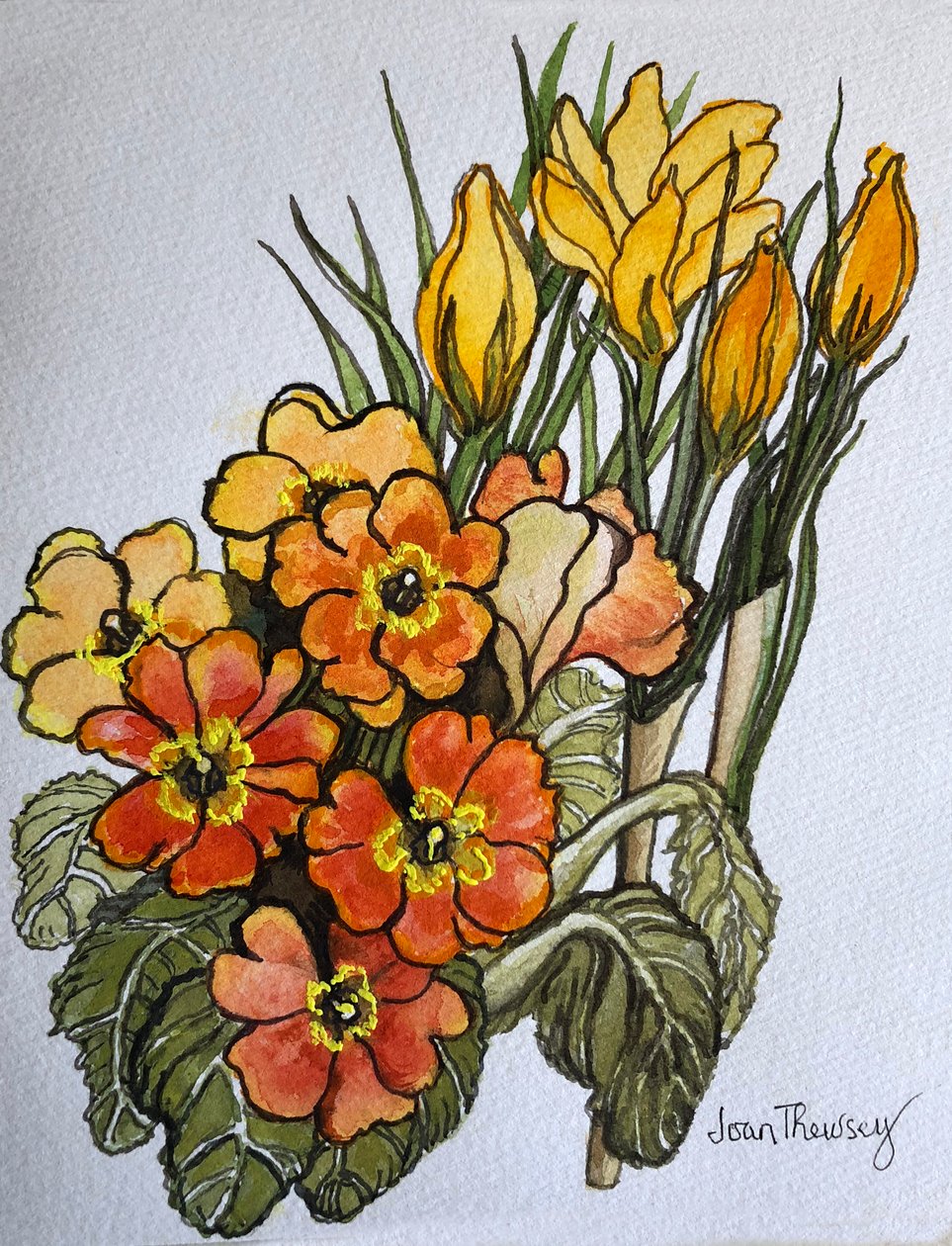 Crocus e primule da Joan Thewsey