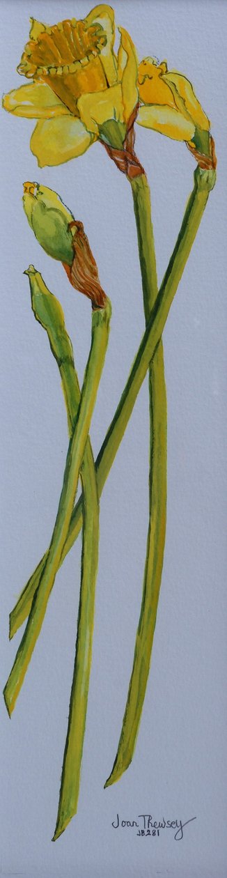 Quattro steli di narciso 2011 da Joan Thewsey