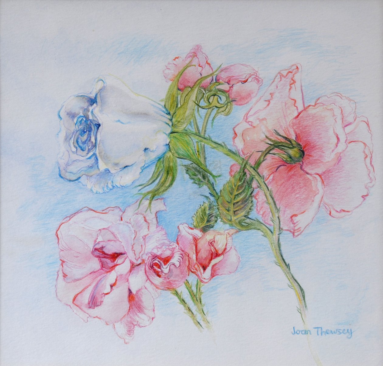 Rose del Mattino 2002 da Joan Thewsey