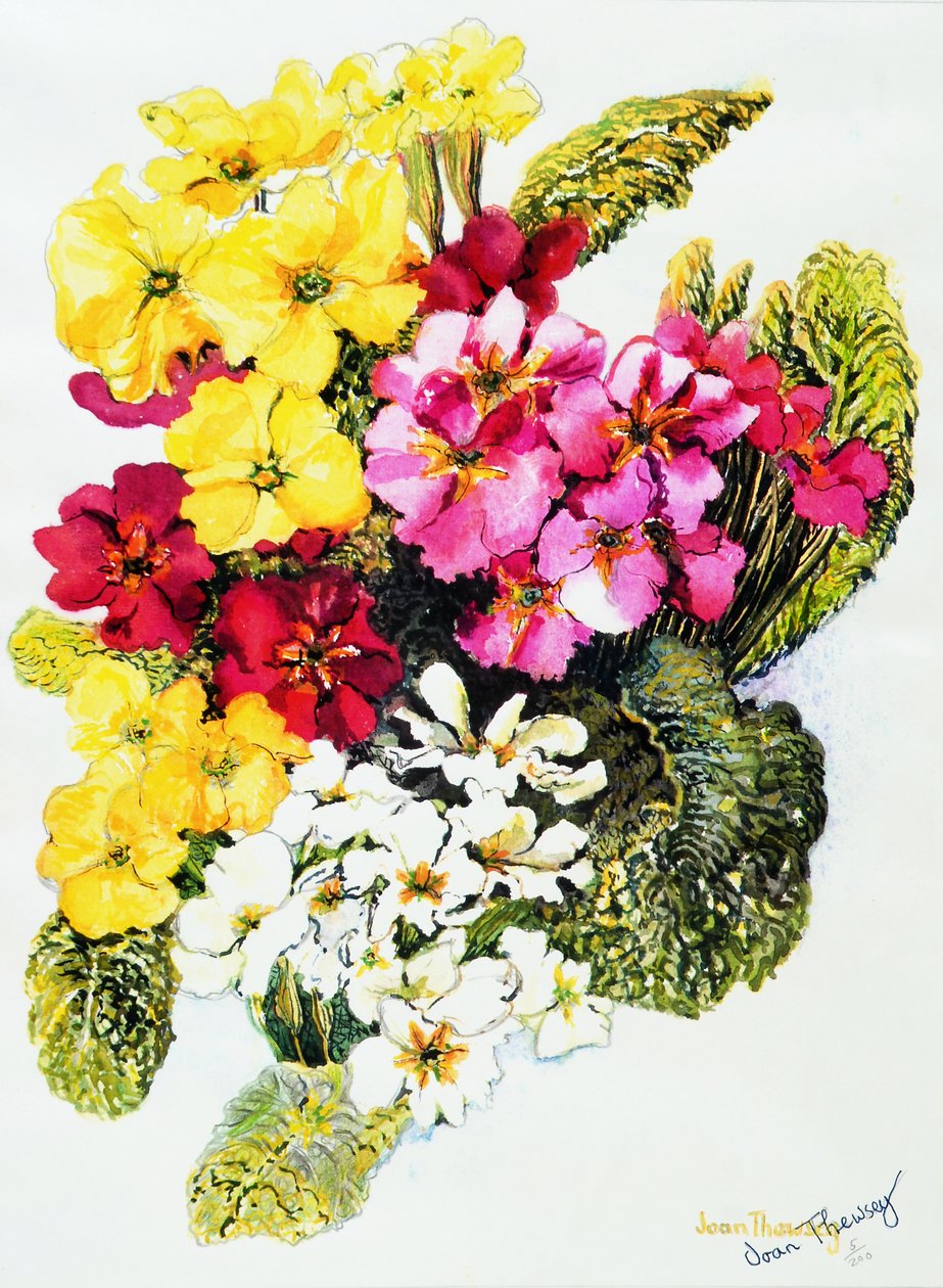 Primule bianche, gialle, rosa e rosse da Joan Thewsey