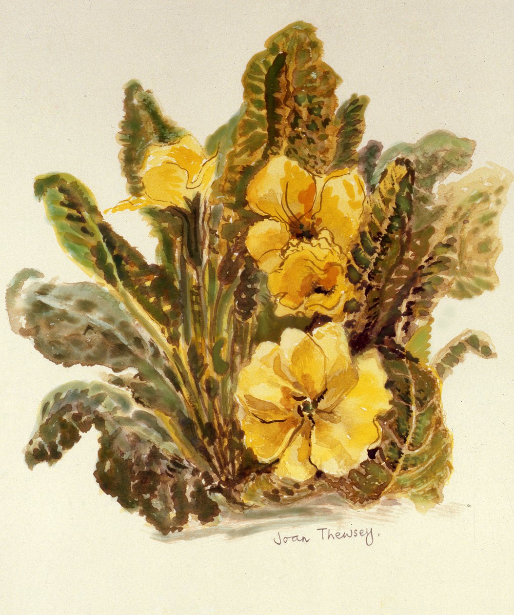 Primula da Joan Thewsey