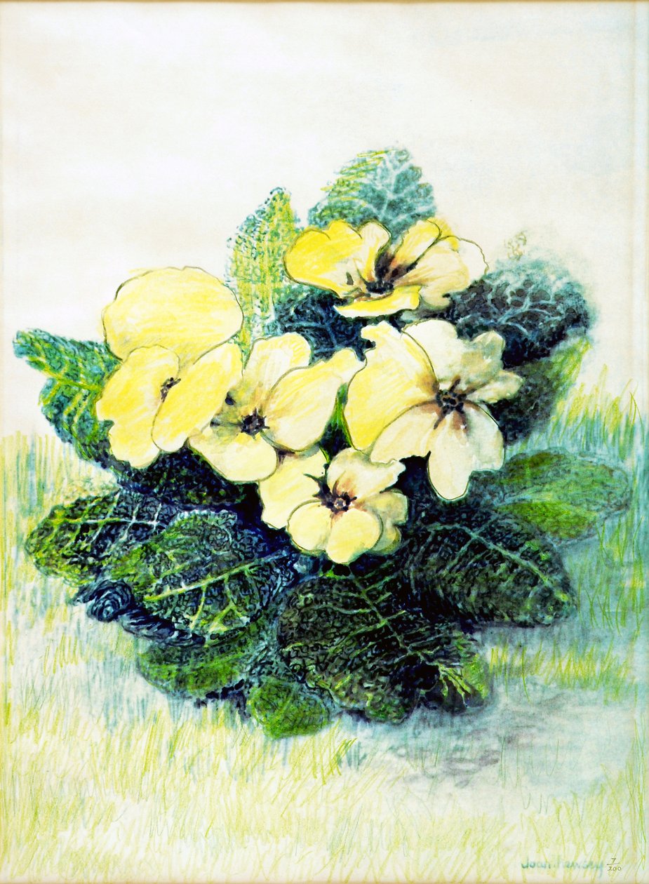 Primula giallo pallido, 2005 da Joan Thewsey