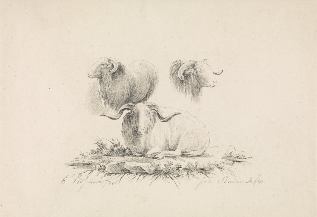 Studi su un ariete da Joannes Bemme