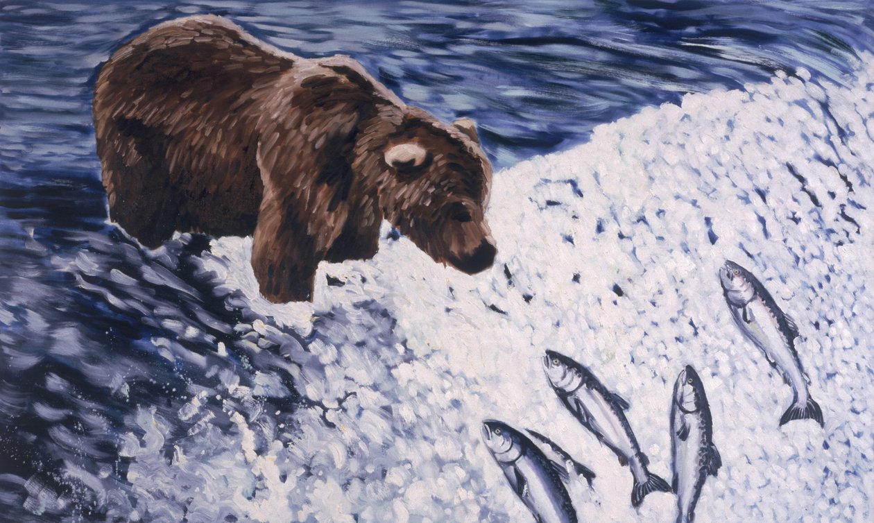 Orso bruno dell