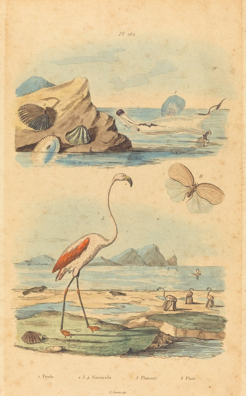 Fenicotteri e conchiglie da Joh. Baptist Pfitzer after Acavie Baron