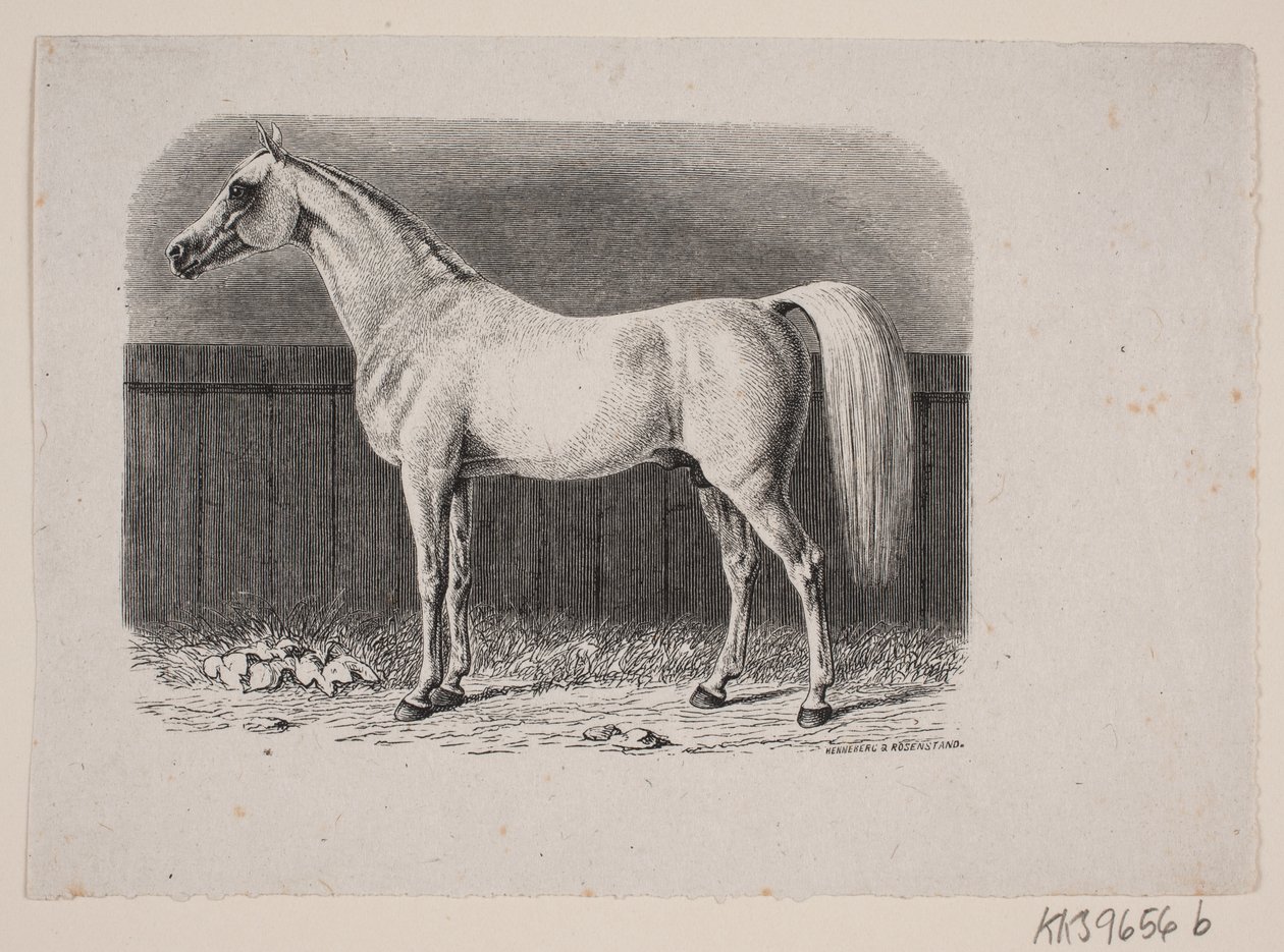 Un cavallo da Johan Frederik Rosenstand
