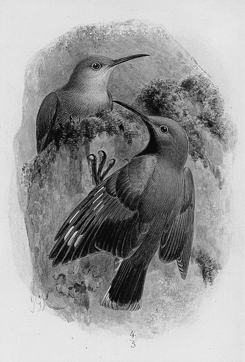 Coppia di rampicanti da Johan Gerard Keulemans