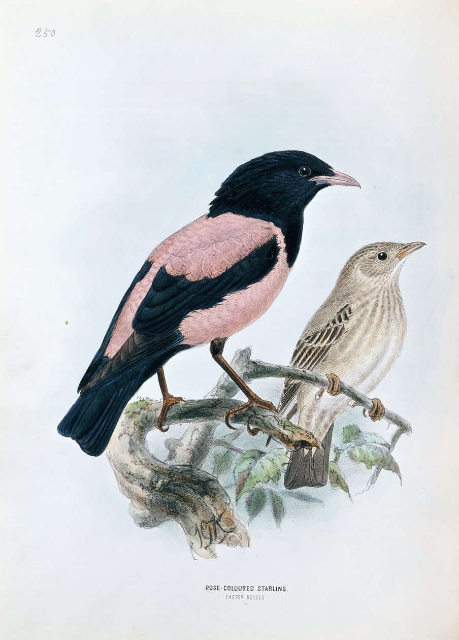 Storno roseo da Johan Gerard Keulemans