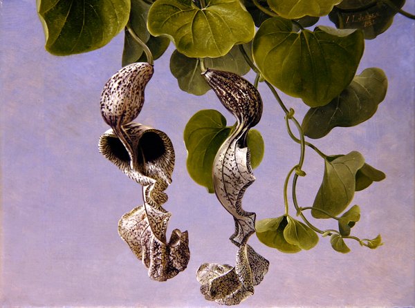 Fiori di Osterluzei (Aristolochia Cymbifera) da Johan Laurents Jensen