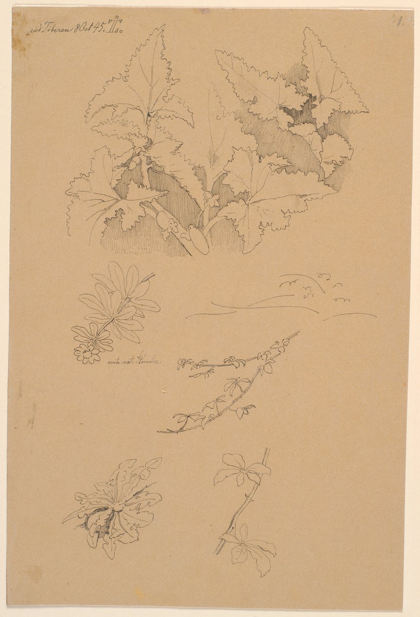 Studi di foglie e fiori da Johan Thomas Lundbye