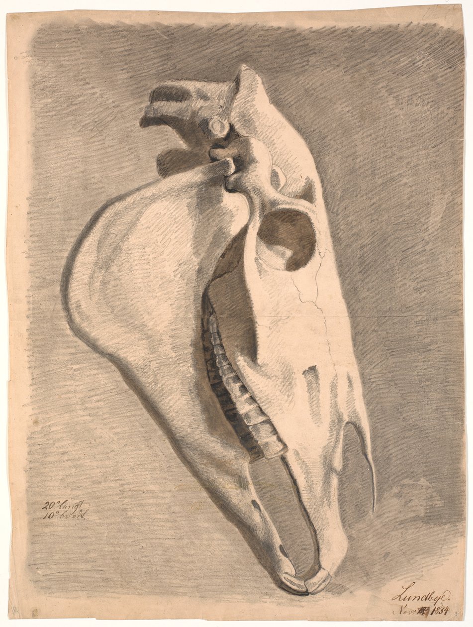 Cranio di cavallo da Johan Thomas Lundbye